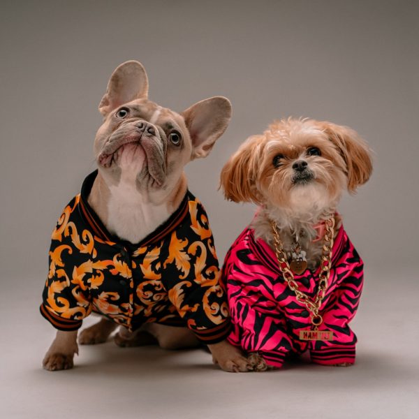 brown and white dog wearing pink and black polka dot dress