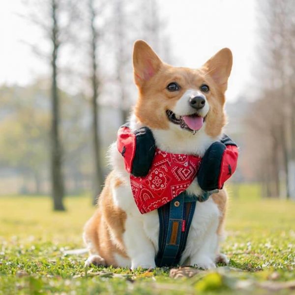 傲嬌的CORGI小胖妹-妞妞