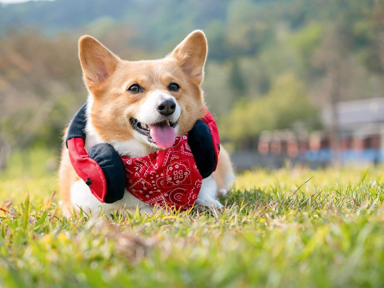 傲嬌的CORGI小胖妹-妞妞