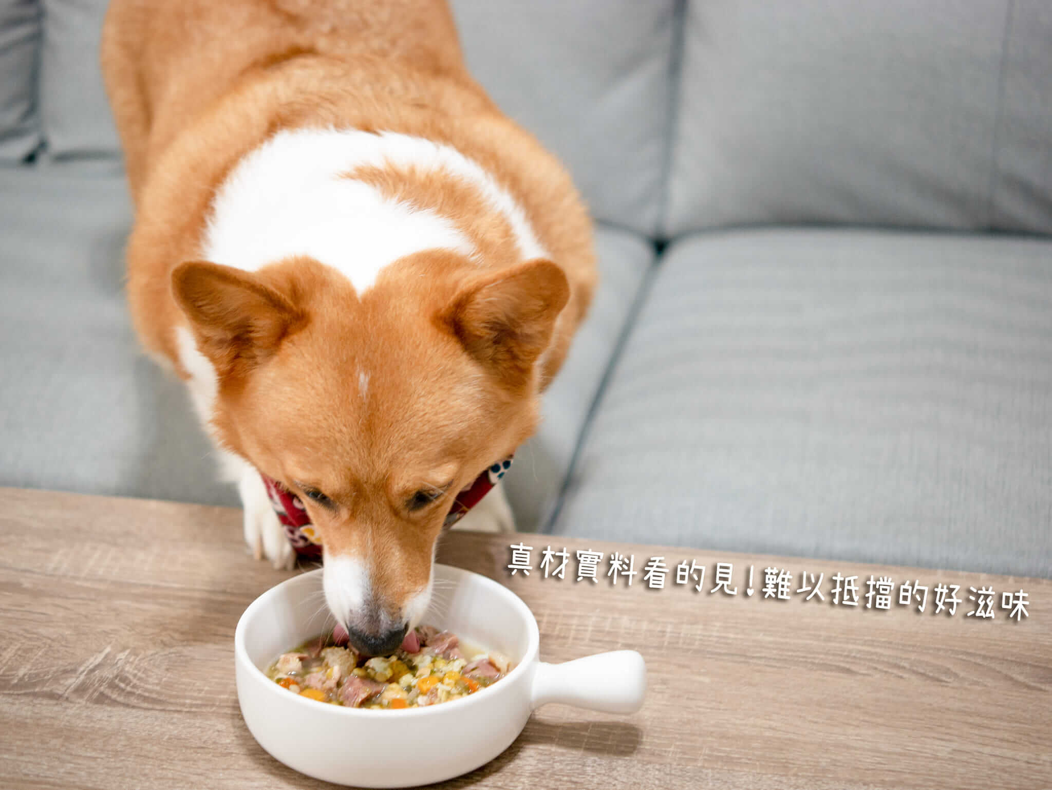 傲嬌的corgi小胖妹-妞妞-