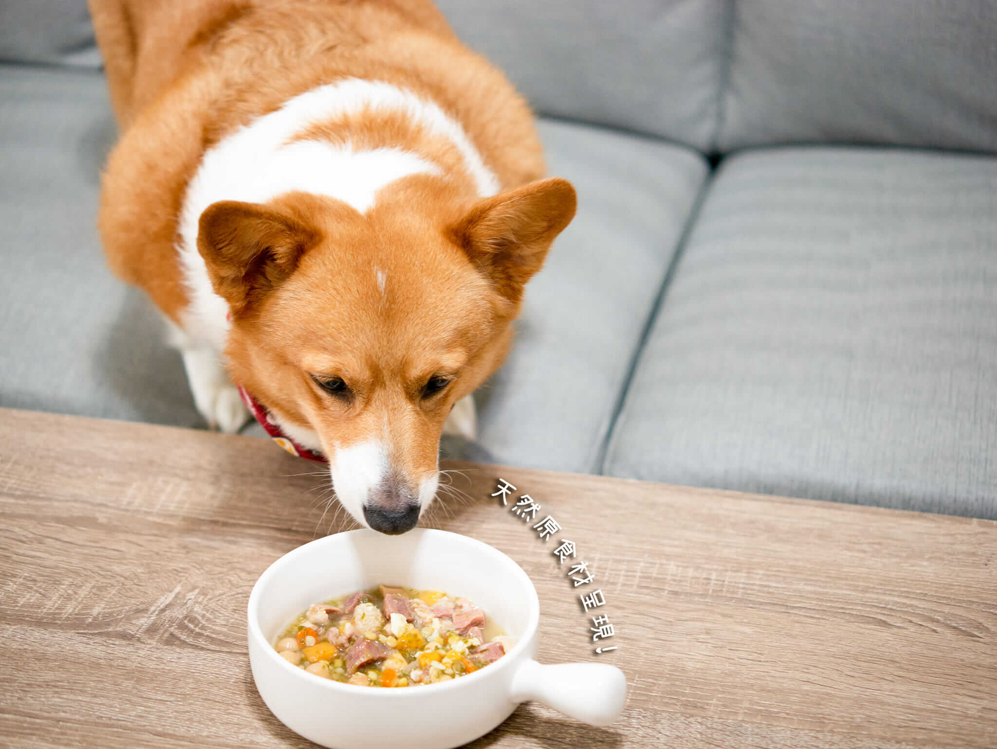 傲嬌的corgi小胖妹-妞妞-