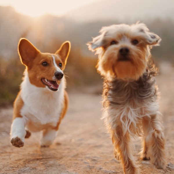 國際寵物日 National Pet Day