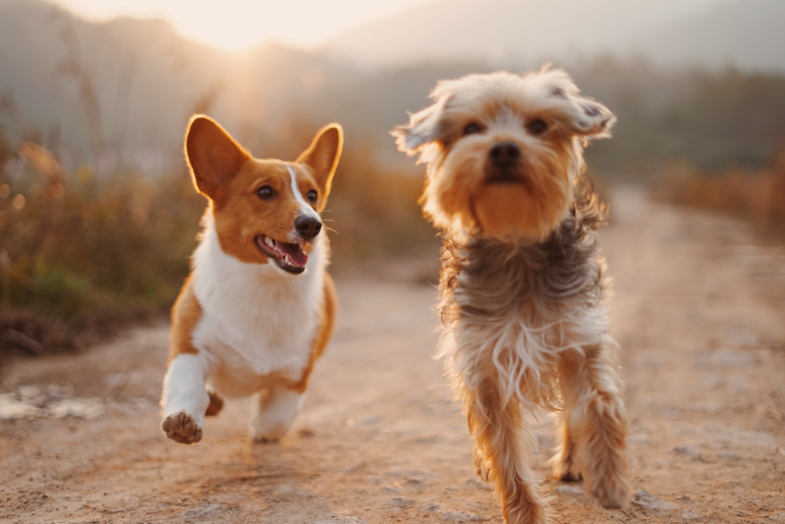 國際寵物日 National Pet Day