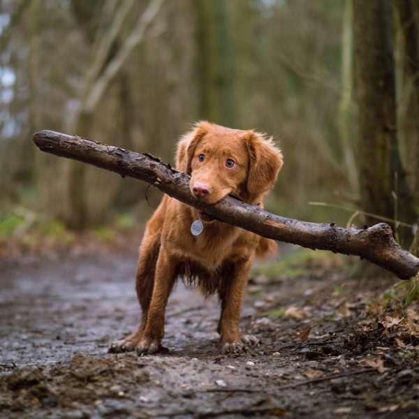 dog biting brown wood on road