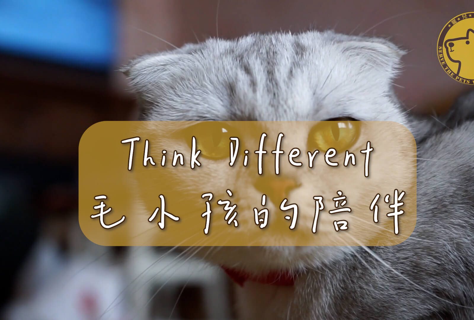 Think Different #毛小孩的陪伴